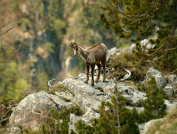 Camoscio d''Abruzzo Rupicapra pyrenaica ornata